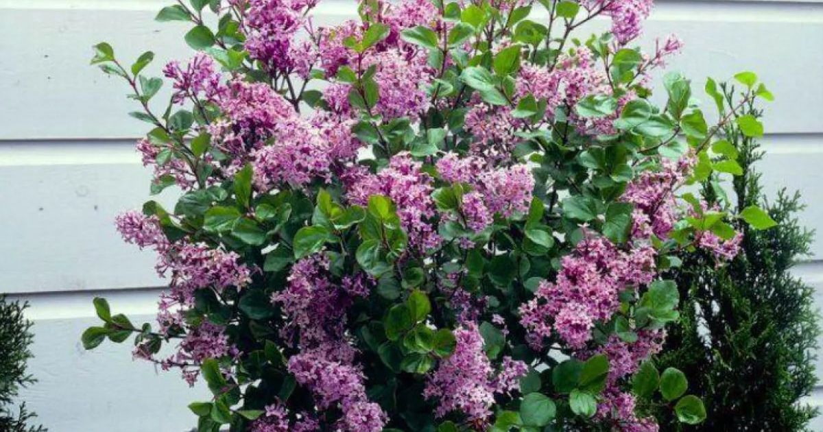 Korean Lilac Tree that Blooms Twice a Year Gets Slashed by £ 20 in Spring Sale