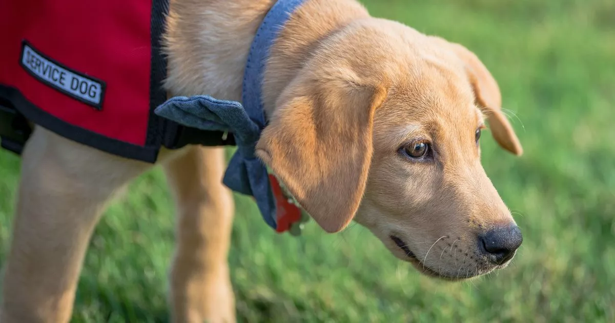 ‘Entitled Sister Wants to Ban My Service Dog from Her Wedding for Outrageous Reason’