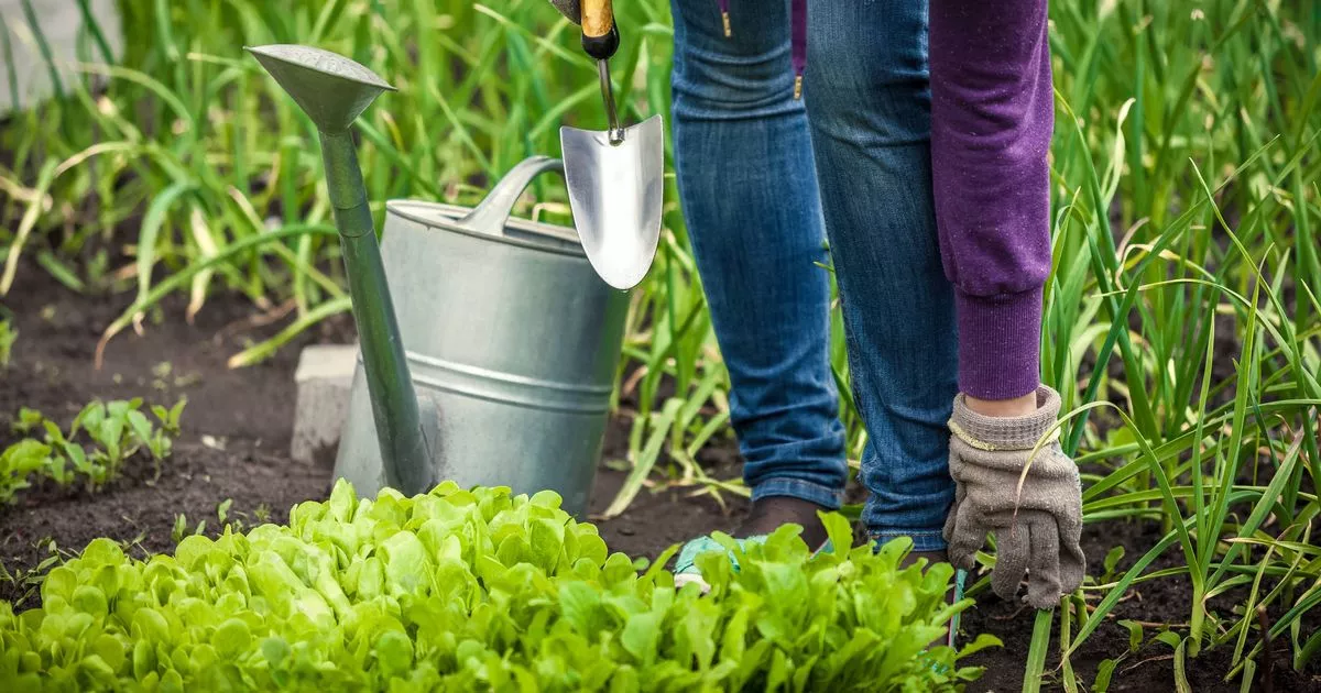 ‘Essential’ Beginner-Fryently Garddening Jobs that take mess than hour to do