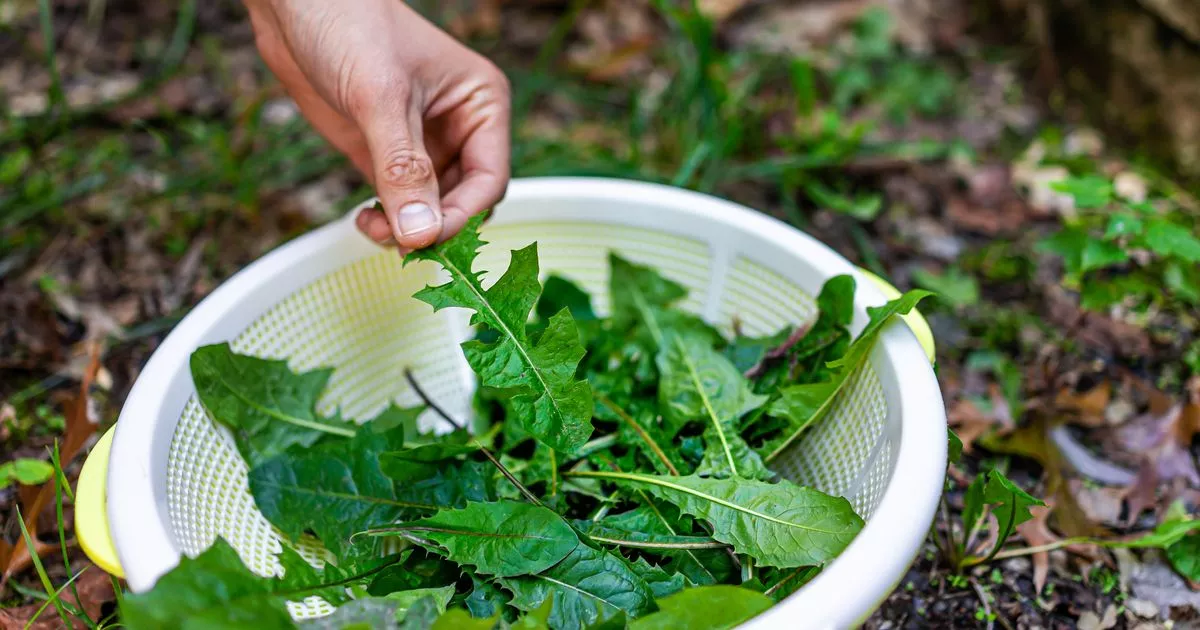 GARNING FAN URGED NOT TO THROW AWAY DANDELIONS-The Weeds Have Little-Known use