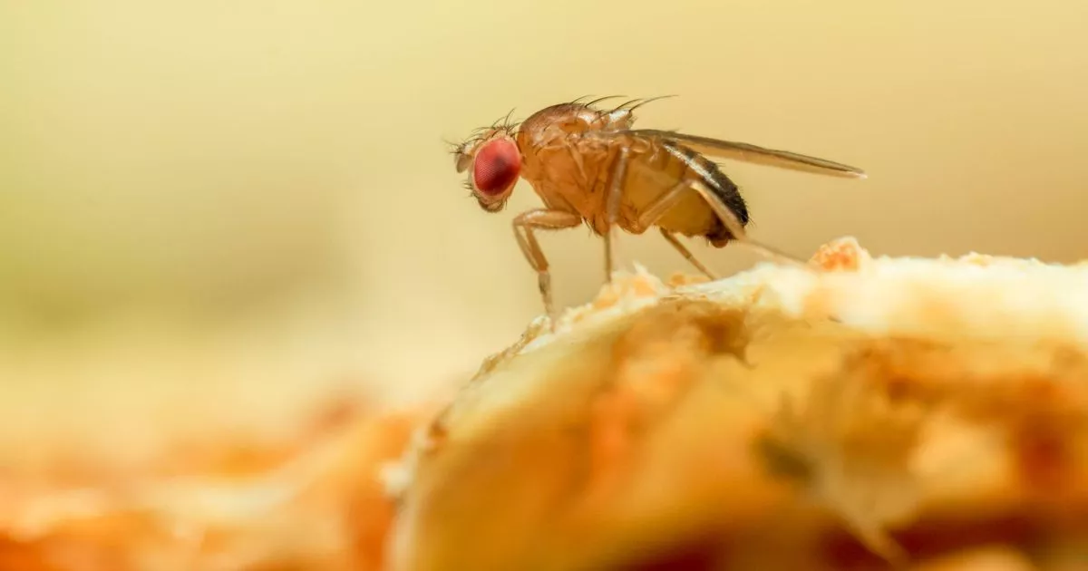 Get Rid of Gnats From the Home As Bugs Arrive With The ‘Heatwave’ Weather