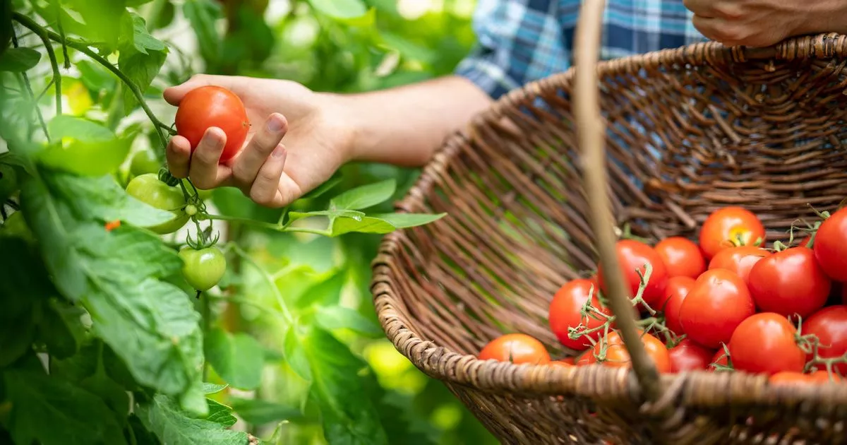 Gardener’s Homemade Feed Makes Tomatoes ‘Bigger and Juicier’ – Its Cheap Too
