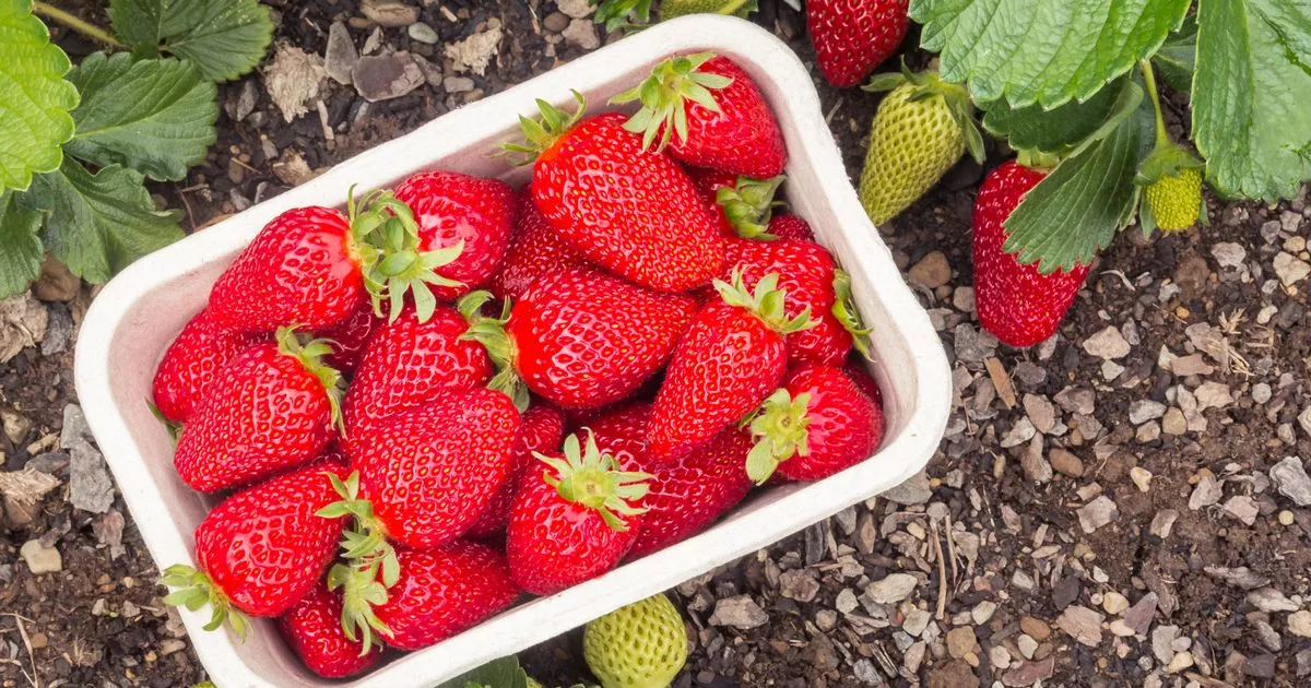 Real Reason British Strawberries Will Taste Very Different This Summer