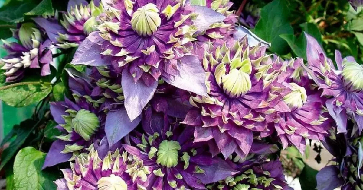 RARE CLIMBING CLIMATIS THAT WAS NOMINATED FOR CHELSEA FLOWER SHOW’S PLANT OF THE YEAR AWARD HITS SALE