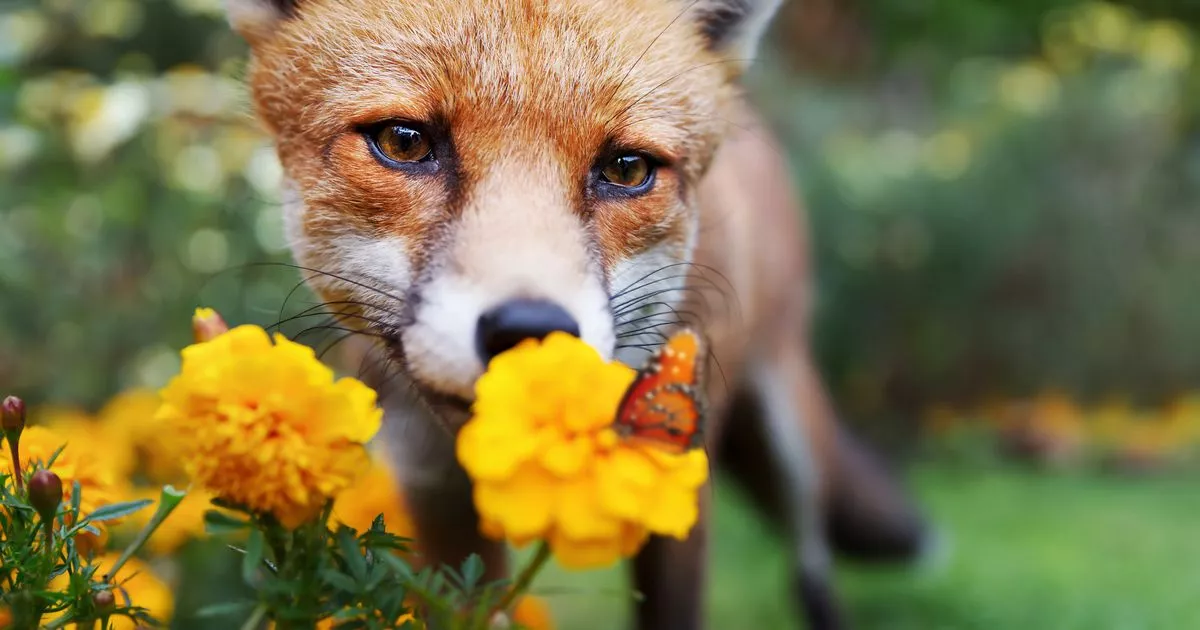 Households with Foxes in Their Garden Urged to Leave Out One Kitchen Scrap