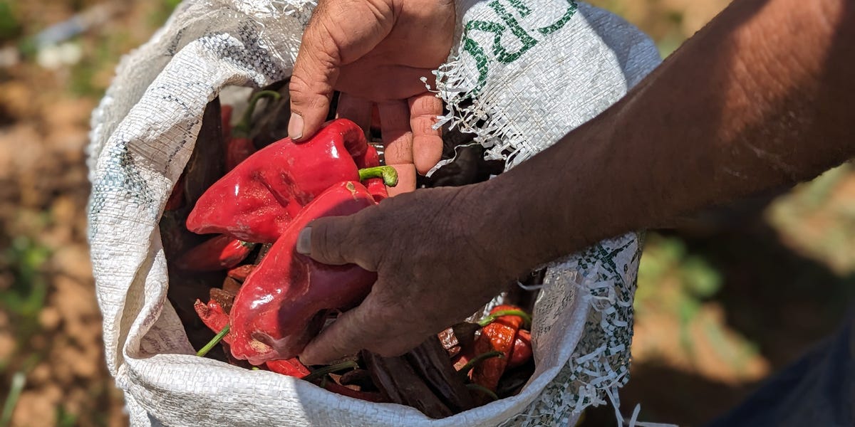Here are the mexican chiles you may never taste due to tariffs