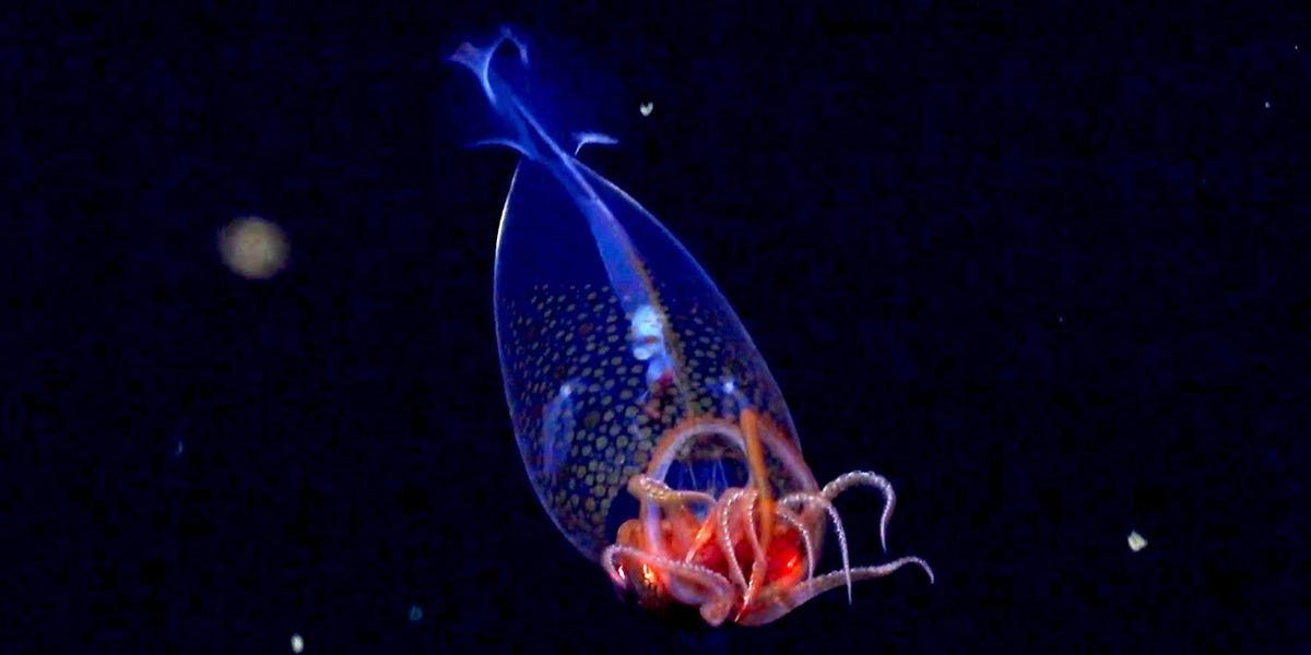 First-Goer Footage of a Colossal Squid in the Deep Sea-IT’S A BABY