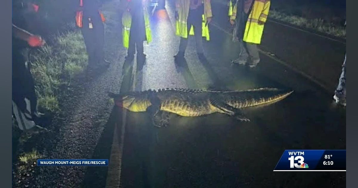 Waugh-MT Meigs, Al, Firefighters Handle Crash Involving Alligator