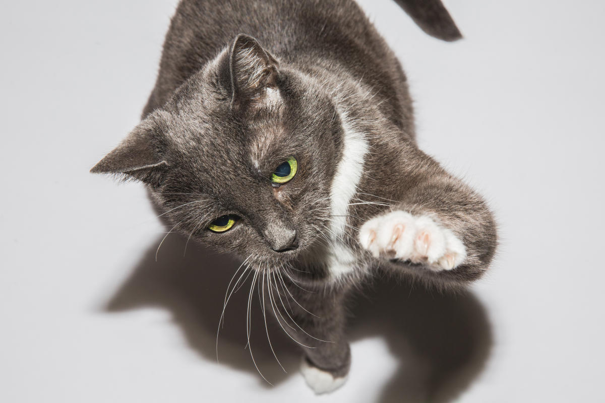 When the SHOULD I WORRY ABOUT A CAT SCratch? Here’s what Experts Say.