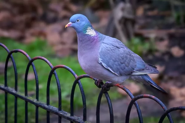 London, England - January 13, 2025: Adult Common Wood Pigeon Perched in St. James's Park in London. In great britain wood pigeons are commonly seen in parks and gardens and aren with increasing numbers in towns and cities. Somewhat Large Than Regular Pigeons, The Wood Pigeon Also Has More Coloring.