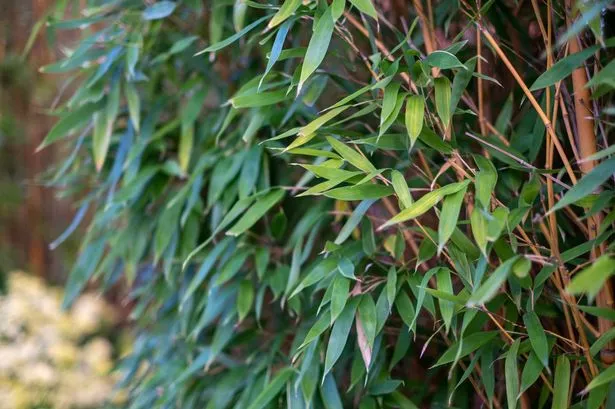 Bamboo Tree Leaves Hedge Thicken