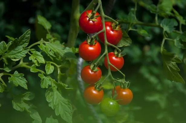 Red an Green tomatoes ripening in a Small Greenhouse. Urban GardNING.