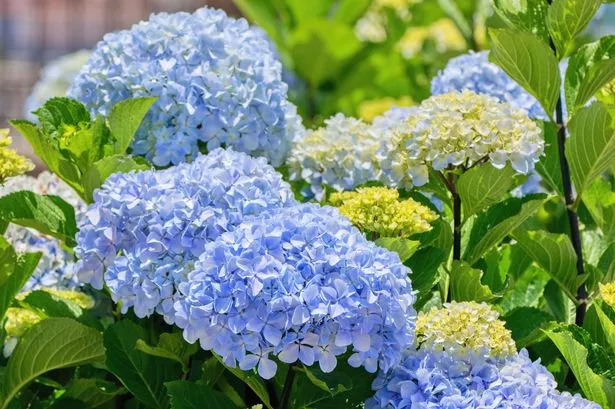 Hydrangea macrophylla or Hortensia Flower - Blue Cultivar;
