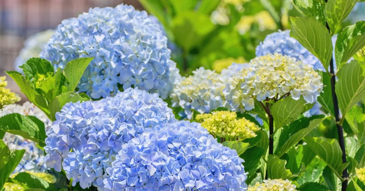 Garden Hack Makes Your Hydrangeas BLOOM Bright Blue Using Kitchen Ingredient