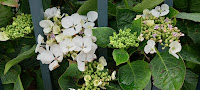 Photo by Sheila Webber of Pale Hydrangea Flowers Being Iron Bars of a Fence in August 2024