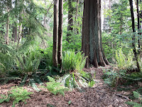 Photo by Sheila Webber of Trees and Ferns in Stanley Park Vancouver in May 2024