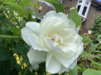 Photo by Sheila Webber of a White Rose and Green Leaves in July 2024