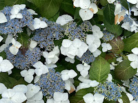 Photo by Sheila Webber of Some Lacey Blue and White Hydrangea Blossoms in Sheffield in July 2024