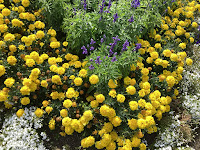 Photo by Sheila Webber of Colourful Border Plants Namely Yellow French Marigolds and I Think Russian Sage in Western Park in August 2024