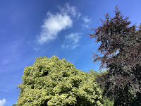 A Photo of a Summery Blue Sky with a Small White Cloud and Tree Branches