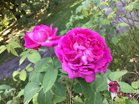 Photo by Sheila Webber of Red Roses in August 2024