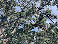Photo of a squirrel in a yew Tree Which Had Been Eating Yew Berries