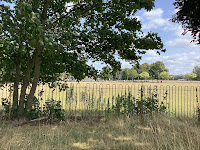 Photo by Sheila Webber of Charlton Park Showing Some Trees and A Railing and Grass in August 2024