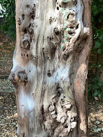 Photo by Sheila Webber of a Knarled Yew Trunk in Charlton Park in August 2024