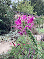 Photo by Sheila Webber of Charlton Park with a Pink Flower and Bushes and a Garden Wall in August 2024