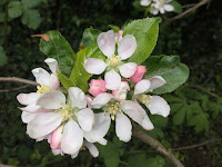 Photo by Sheila Webber of A Cluster of Apple Blossom in April 2024 - Almost Time for the Apples Now