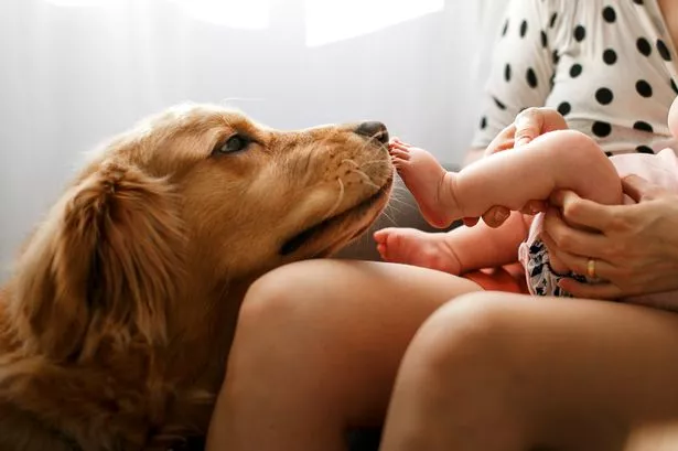 golden retriever