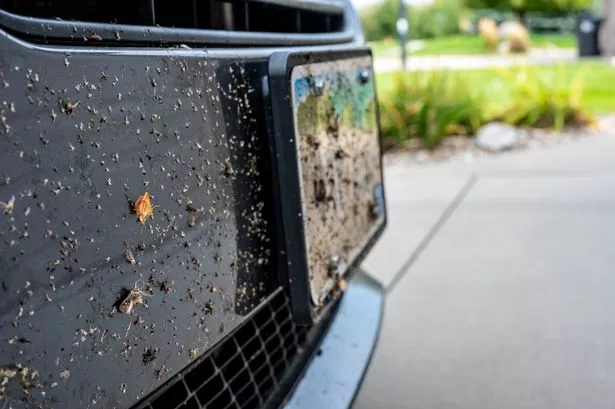 Selective Focus on Dead Bugs Splattered to the Front Grill and Plates of a Vehicle. High Quality Photo