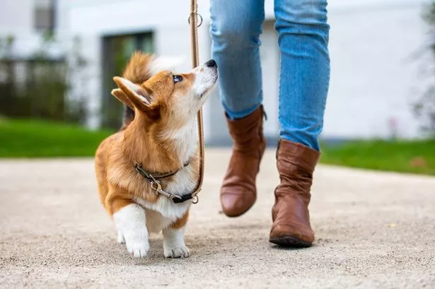 corgi puppy on a leash from a woman
