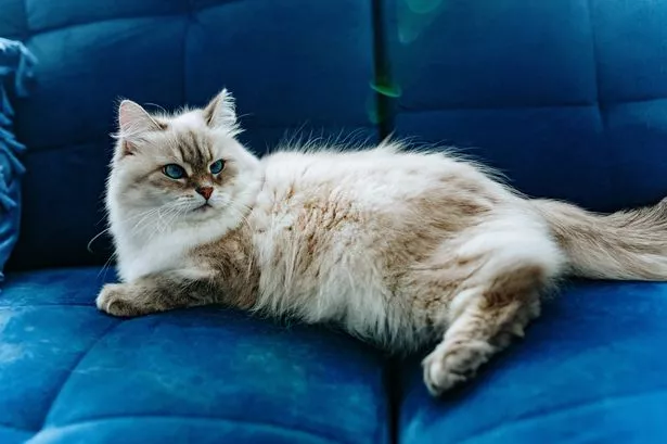 A cat lying on a sofa