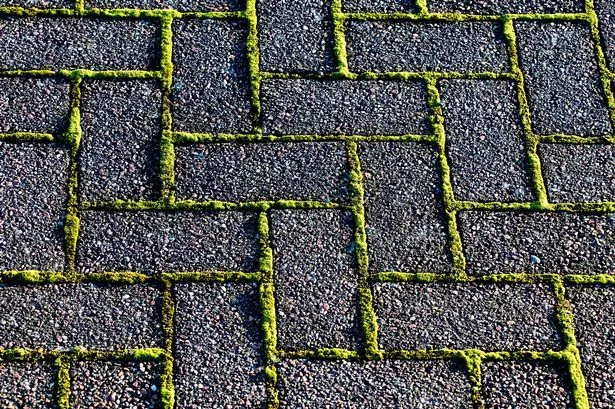 MOSS BROWING BETWEEN PAVING BLOCKS ON A GARDEN WALKWAY