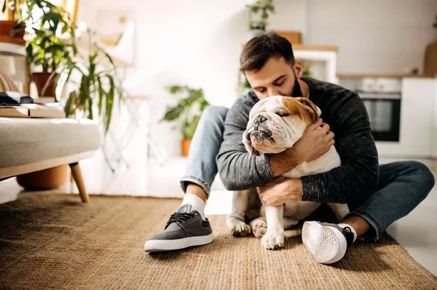 Photo of a Young Man Sitting on His Living Room Floor and Hugging His English Bulldog. He is kissing his head. He loves his dog.