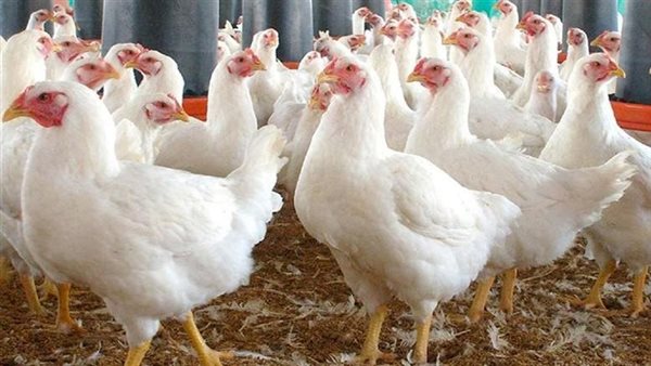أسعار الدواجن | الحق والضلال
