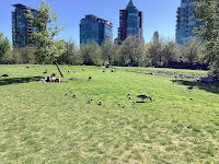 Photo by Sheila Webber of Many Goslings on a Lawn in Vancouver on a Sunny Day in May 2024