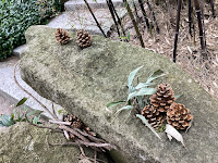 Photo by Sheila Webber of pinecones on a rock taken in the Dr Sun Yat-Sen Classical Chinese Garden in Vancouver in May 2024