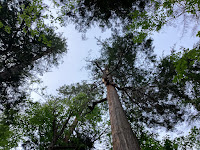 Photo by Sheila Webber of trees in Stanley Park, Vancouver, Canada, May 2024