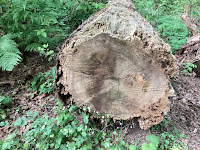 Photo by Sheila Webber of a Fallen tree trunk with many rings showing the tree was old in Stanley Park in Vancouver, Canada in May 2024