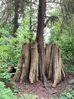 Photo by Sheila Webber of a Tree in Stanley Park with Wood Around it in Vancouver in May 2024 it is possebly a tree that has grown up insists the huge stump of an Older Tree