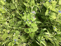 Photo by Sheila Webber of a bee on Borage in May 2024