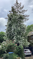 Photo by Sheila Webber of an enormous climbing White Rose which has nearly reached the top of a cypress tree in june 2024