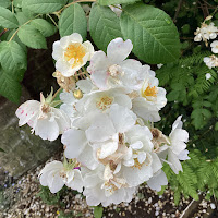 Photo by Sheila Webber of a Cluster of White Climbing Roses in May 2024.