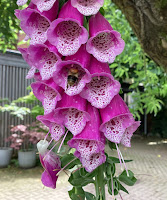 Photo by Sheila Webber of Hollyhock and a Bee in June 2024