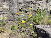 Photo by Sheila Webber of Some Dandelions and Other Decorative Weeds Growing by a Stone Wall in Bournemouth in June 2024