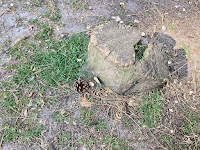 Photo by Sheila Webber of A Tree Stump and Pinecone On Sandy Ground Taken in Bournemouth in June 2024