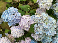 Photo of Pale Blue Hydrangeas