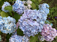 Photo by Sheila Webber of Pale Blue Hydrangea in July 2024